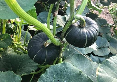 网红视频吃瓜最新网站,最新网站带你畅享热门视频盛宴  第2张