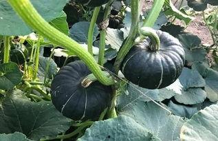 吃瓜吃火的网红有哪些人