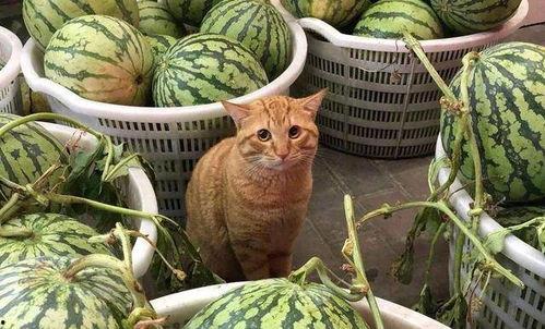 娱乐吃瓜酱蚕宝宝,揭秘娱乐圈那些不为人知的幕后故事  第2张