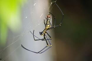 在线观看蜘蛛,揭秘在线蜘蛛生成技术  第2张