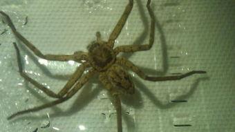 在线观看蜘蛛,揭秘在线蜘蛛生成技术  第3张