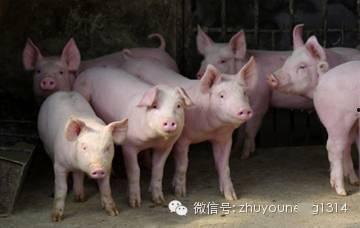 养猪导演大爆料视频,大爆料视频深度解析  第3张