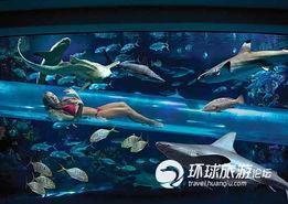 鲨鱼爆料赌城视频大全下载,鲨鱼爆料视频大全下载全解析  第3张