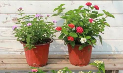 昆明晚安爆料视频最新版,揭秘最新视频版幕后真相  第3张