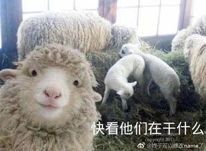 小羊男朋友爆料视频,揭秘背后惊人真相  第3张