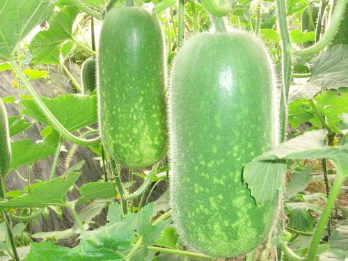 vx免费吃瓜,揭秘热门话题背后的真相与趣味 第2张 vx免费吃瓜,揭秘热门话题背后的真相与趣味 第2张