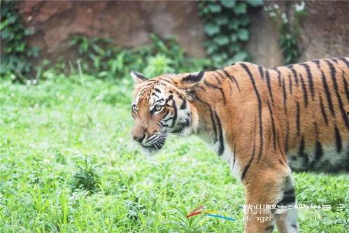 掠食猛兽爆料视频下载,独家爆料视频深度解析 第3张 掠食猛兽爆料视频下载,独家爆料视频深度解析 第3张