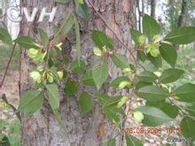 榆树最新爆料,揭秘背后惊人真相 第2张 榆树最新爆料,揭秘背后惊人真相 第2张