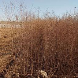 榆树最新爆料,揭秘背后惊人真相 第3张 榆树最新爆料,揭秘背后惊人真相 第3张