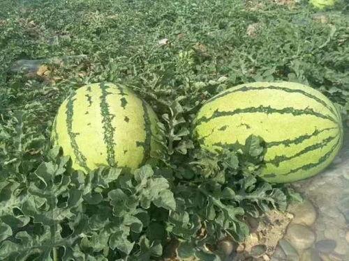 吃瓜网红事件固原,揭秘网络舆论背后的真相与反思 第3张 吃瓜网红事件固原,揭秘网络舆论背后的真相与反思 第3张