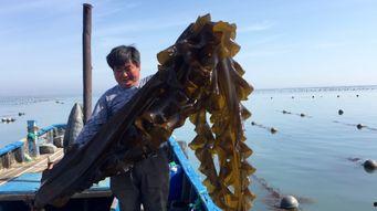 渔民觉醒最新爆料,揭秘海洋生态危机背后的惊人真相 第2张 渔民觉醒最新爆料,揭秘海洋生态危机背后的惊人真相 第2张