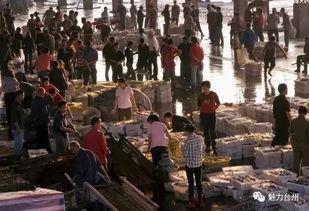 渔民觉醒最新爆料,揭秘海洋生态危机背后的惊人真相 第3张 渔民觉醒最新爆料,揭秘海洋生态危机背后的惊人真相 第3张