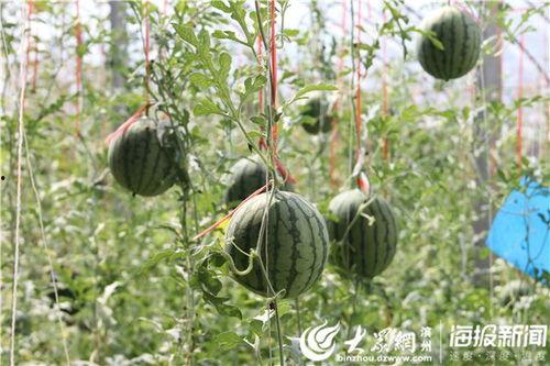 奥克兰网红吃瓜视频,揭秘当地美食与趣事 第2张 奥克兰网红吃瓜视频,揭秘当地美食与趣事 第2张