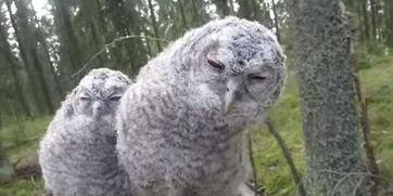 猫头鹰爆料视频,揭秘神秘视频背后的惊人真相 第2张 猫头鹰爆料视频,揭秘神秘视频背后的惊人真相 第2张