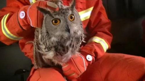 猫头鹰爆料视频,揭秘神秘视频背后的惊人真相 第3张 猫头鹰爆料视频,揭秘神秘视频背后的惊人真相 第3张