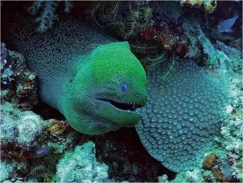 鲨鱼最新爆料,娱乐圈幕后真相大曝光! 第3张 鲨鱼最新爆料,娱乐圈幕后真相大曝光! 第3张