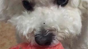 猫狗吃瓜视频在线观看免费,萌宠欢乐盛宴来袭！