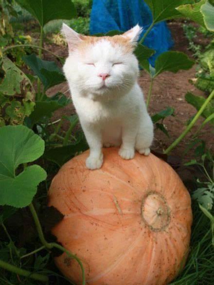 猫狗吃瓜视频在线观看免费,萌宠欢乐盛宴来袭! 第2张 猫狗吃瓜视频在线观看免费,萌宠欢乐盛宴来袭! 第2张