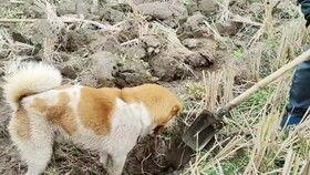 猫狗吃瓜视频在线观看免费,萌宠欢乐盛宴来袭! 第3张 猫狗吃瓜视频在线观看免费,萌宠欢乐盛宴来袭! 第3张