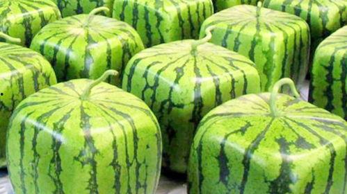 免费的瓜随便吃