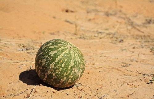 免费的瓜随便吃  第2张