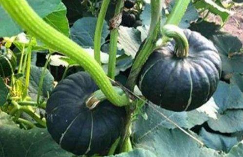 网红杨咩咩吃瓜,揭秘网红圈幕后故事 第3张 网红杨咩咩吃瓜,揭秘网红圈幕后故事 第3张