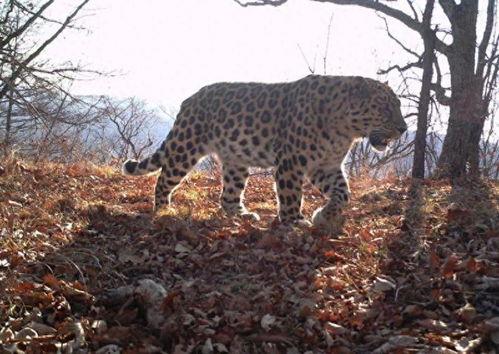 爆料虎豹的人是谁啊视频,真相背后的人物之谜
