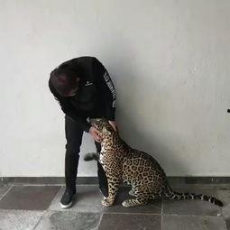 爆料虎豹的人是谁啊视频,真相背后的人物之谜  第2张