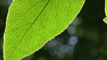 树叶最新爆料视频下载,幕后真相大起底  第2张